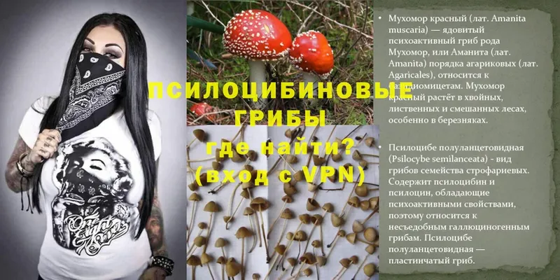 Галлюциногенные грибы Psilocybine cubensis  Наволоки 